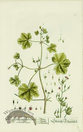 Blackwell German 005